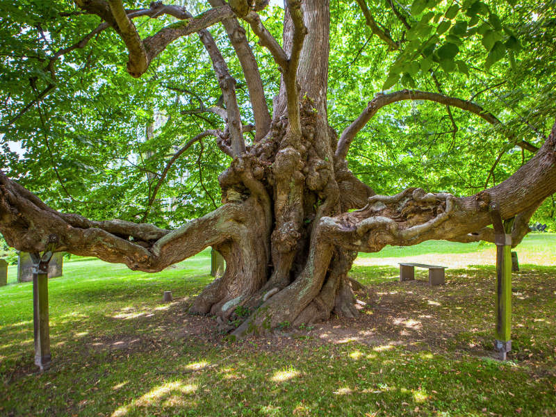 Naturdenkmal "1000-jährige Linde" in Reelkirchen, einem Ortsteil von Blomberg im Kreis Lippe in Nordrhein-Westfalen <a href="https://commons.wikimedia.org/w/index.php?curid=40290227" target="_blank" rel="noopener">(c)</a>