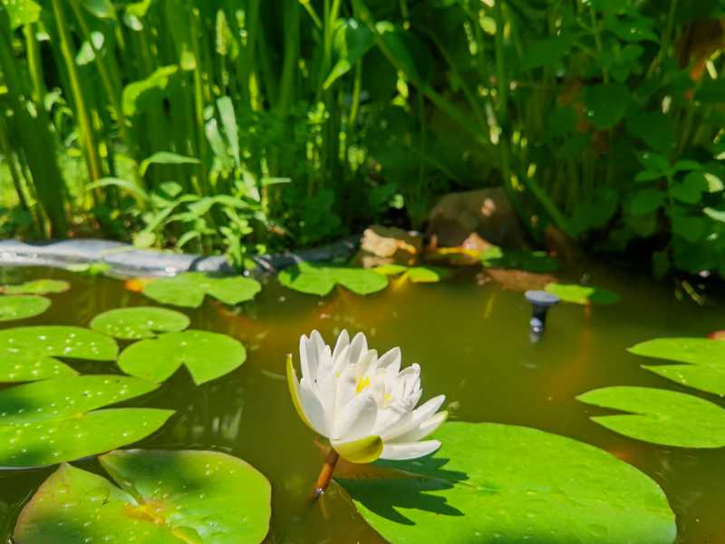teich_22262090H ein Teich braucht neben Wasser auch Blumen und Gräser