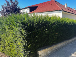 die gleiche Hecke vor dem Rückschnitt dämpfte das Licht in den Räumen des Hauses