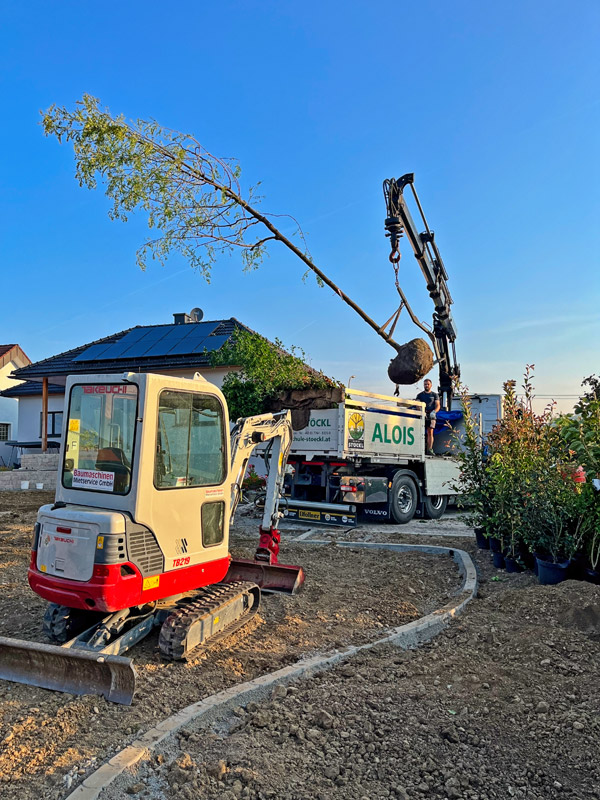beim Transport von schweren, großen Bäumen in den Garten ist der Bagger unverzichtbar.