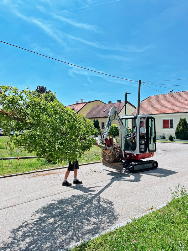 beim Transport von schweren, großen Bäumen in den Garten ist der Bagger eine große Hilfe